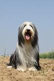 BEARDED COLLIE 197